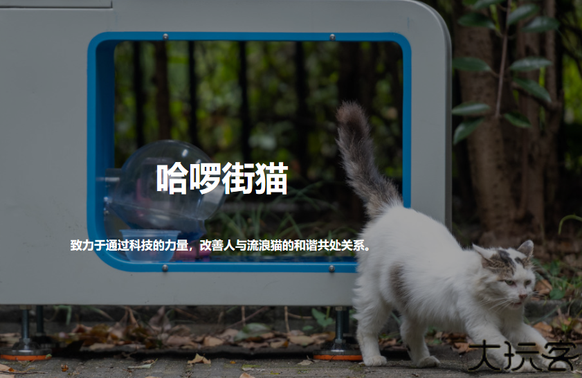 哈啰街猫