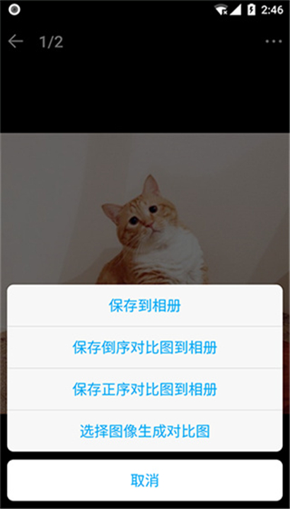 猫咪成长记