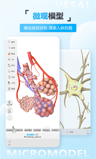 维萨里3D解剖