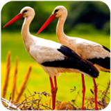 丹顶鹤模拟器手游