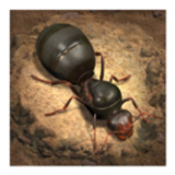 小小蚁国安卓版