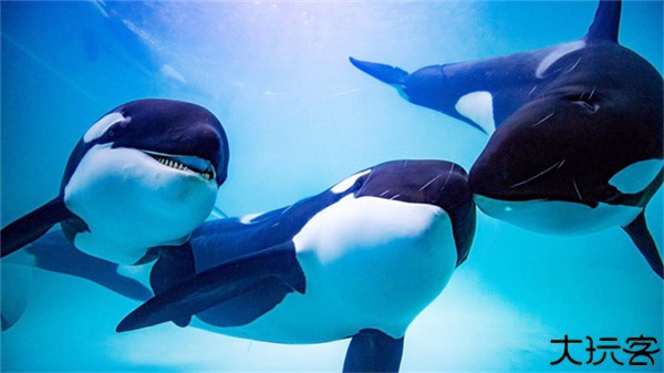 虎鲸模拟器中文版