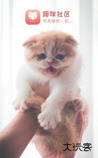 猫咪社区正版v5.9.9
