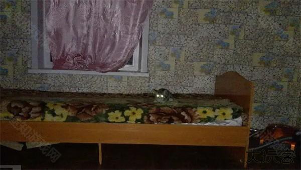 刺猬的五夜后宫