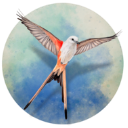 展翅翱翔安卓下载 v1.5.546