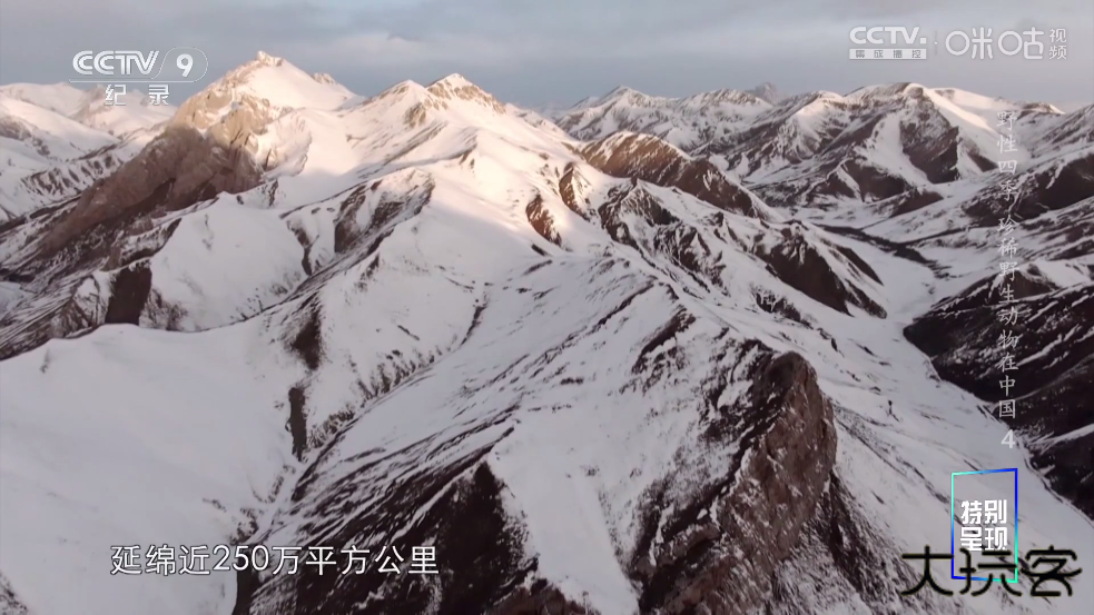 鲨鱼TV电视版下载最新版本下载 v2.0.0