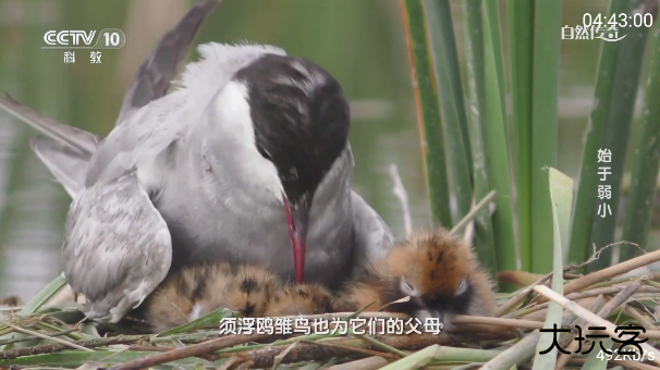 三毛电视app官方下载最新版