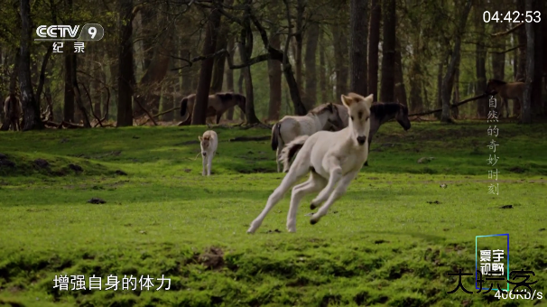 三毛电视app官方下载最新版