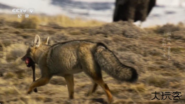 蓝光直播app最新版下载