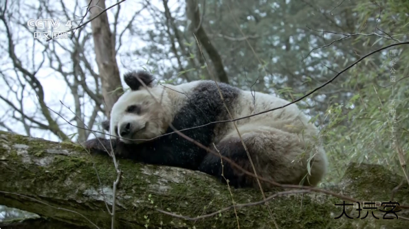 黯笙直播最新版 黯笙直播最新版