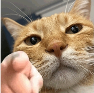 墨白影视app官方下载安装无广告下载 v2023