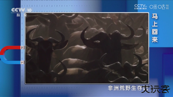 叶子TVapp官方版下载