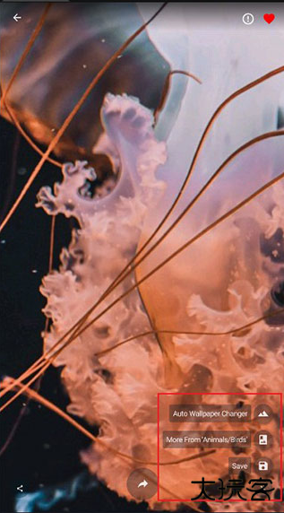 4K Wallpapersapp最新版下载