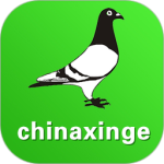 中国信鸽信息网2026优化升级版 v0206