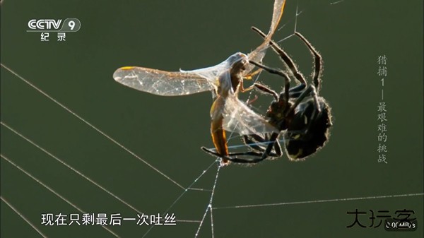 彩虹飞鸟稳定版免费下载