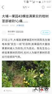 大埔网大埔论坛官方版下载 v4.2.10安卓版