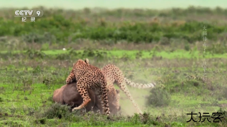 环边直播tv电视版免费下载