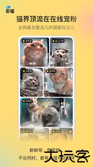 哈啰街猫