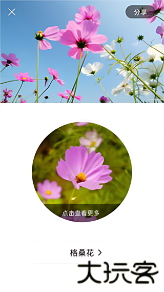 识花君