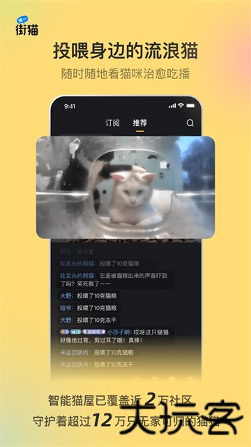 哈啰街猫